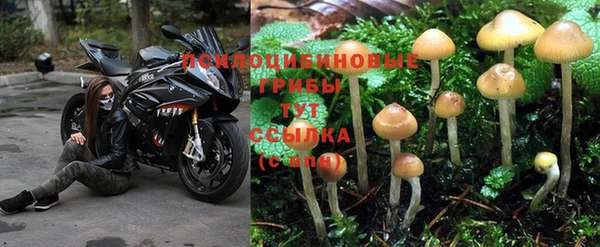 сатива Армянск